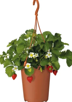Aardbei (Fragaria ananassa 'Elsanta') D 19 H 30 cm