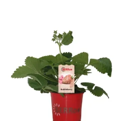 Aardbei (Fragaria x ananassa 'Bubbleberry') D 12 H 25 cm