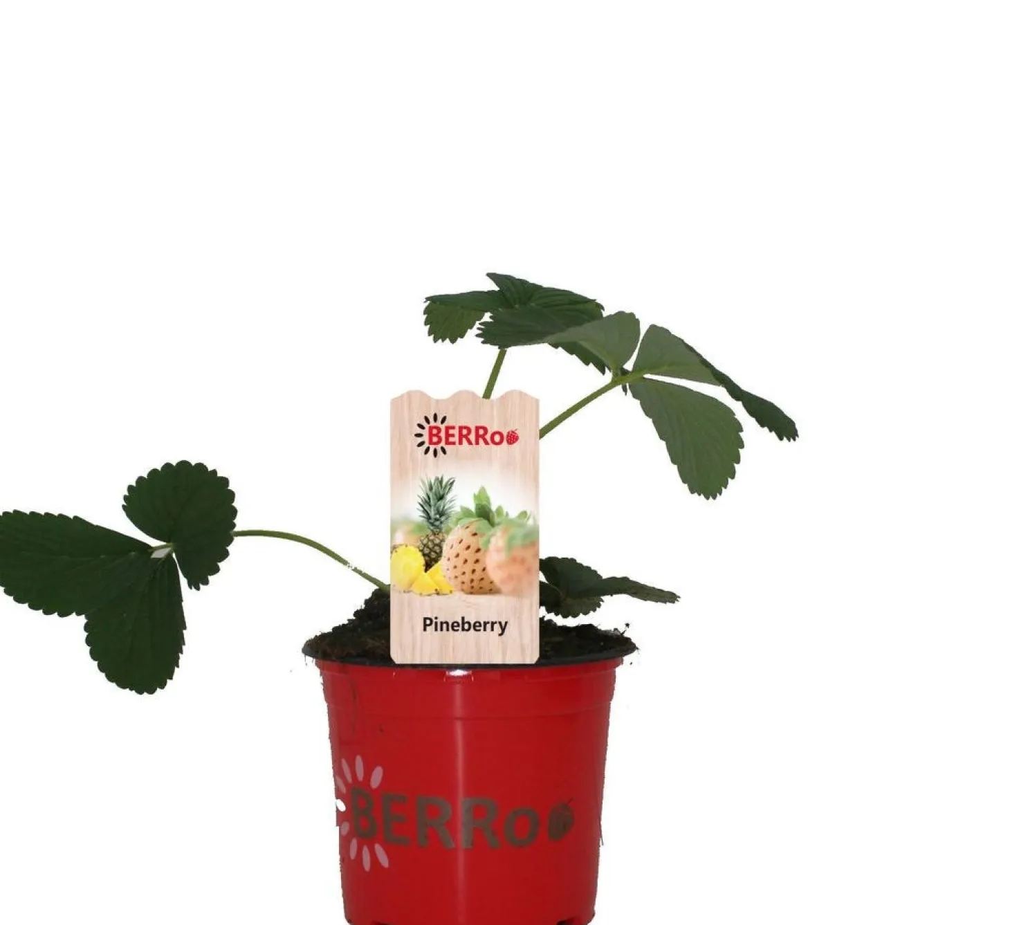 Aardbei (Fragaria x ananassa 'Pineberry') D 12 H 25 cm