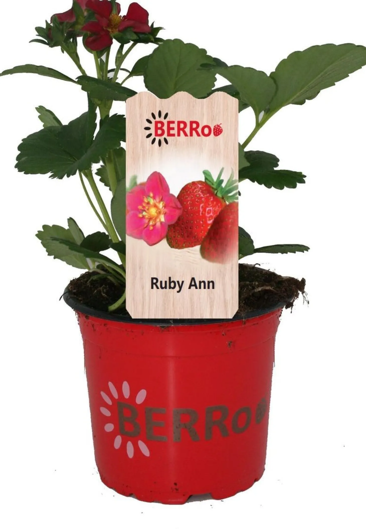 Aardbei (Fragaria x ananassa 'Ruby Ann') D 12 H 25 cm
