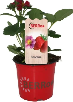 Aardbei (Fragaria x ananassa 'Toscana') D 12 H 25 cm