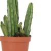 Aasbloem (Stapelia leendertziae) D 9 H 23 cm