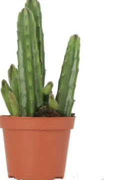 Aasbloem (Stapelia leendertziae) D 9 H 23 cm