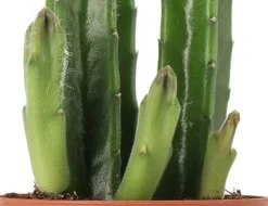 Aasbloem (Stapelia leendertziae) D6 H 14 cm