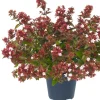 Abelia (Abelia grandiflora) H 125 cm