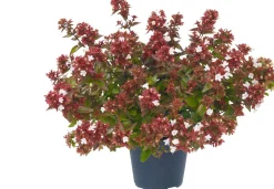 Abelia (Abelia grandiflora) H 125 cm