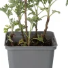 Absint (Artemisia absinthium) D 9 H 10 cm