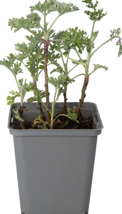Absint (Artemisia absinthium) D 9 H 10 cm