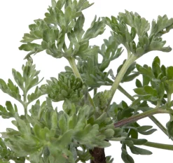 Absint (Artemisia absinthium) D 9 H 10 cm