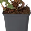 Adderwortel (Persicaria bistorta 'Superba') D 9 H 10 cm