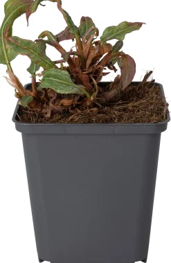 Adderwortel (Persicaria bistorta 'Superba') D 9 H 10 cm