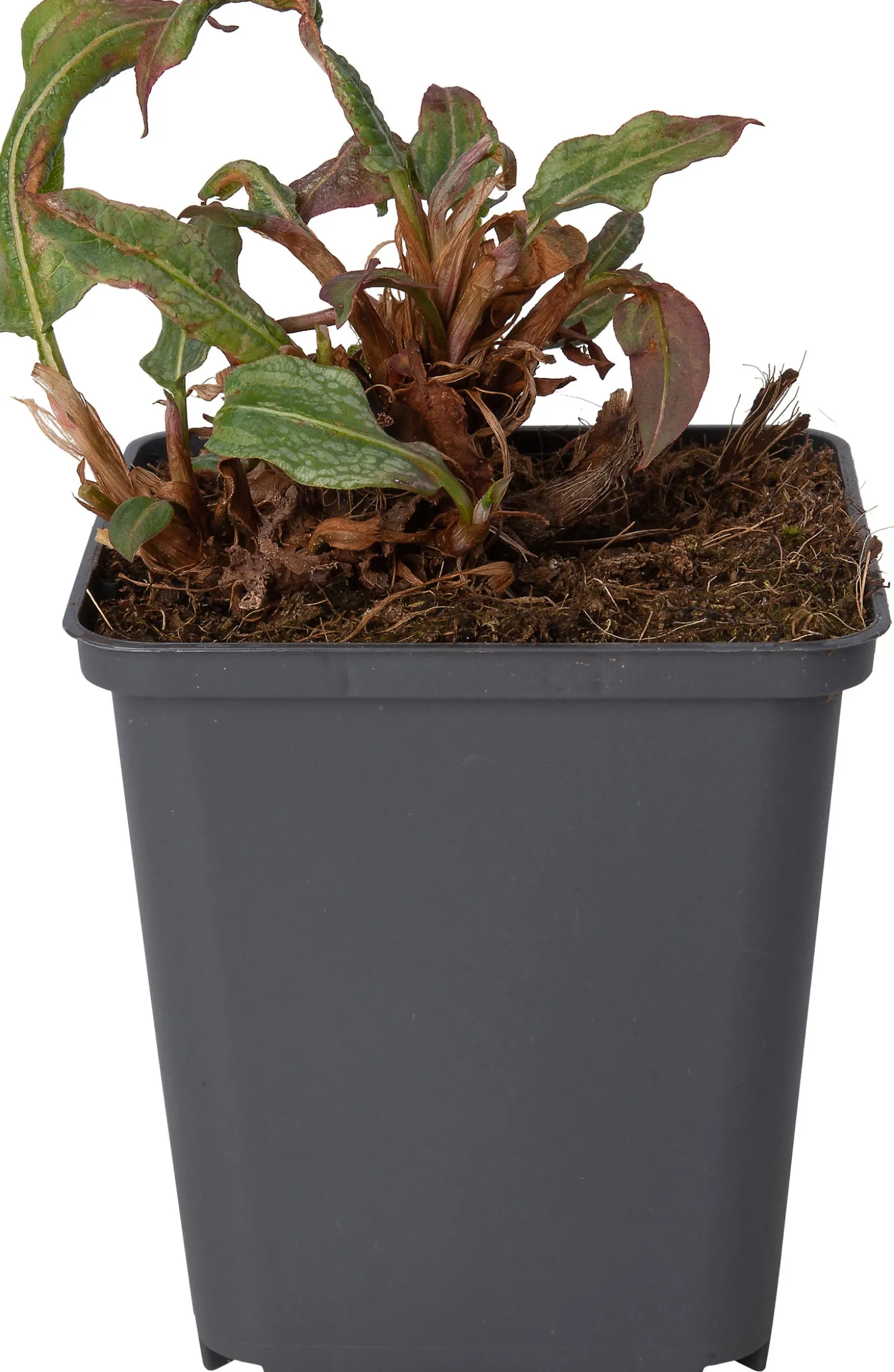 Adderwortel (Persicaria bistorta 'Superba') D 9 H 10 cm