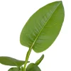 Adderwortel (Polygonum bistorta) D 9 H 20 cm