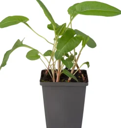 Adderwortel (Polygonum bistorta) D 9 H 20 cm