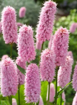 Adderwortel (Polygonum bistorta) D 9 H 20 cm
