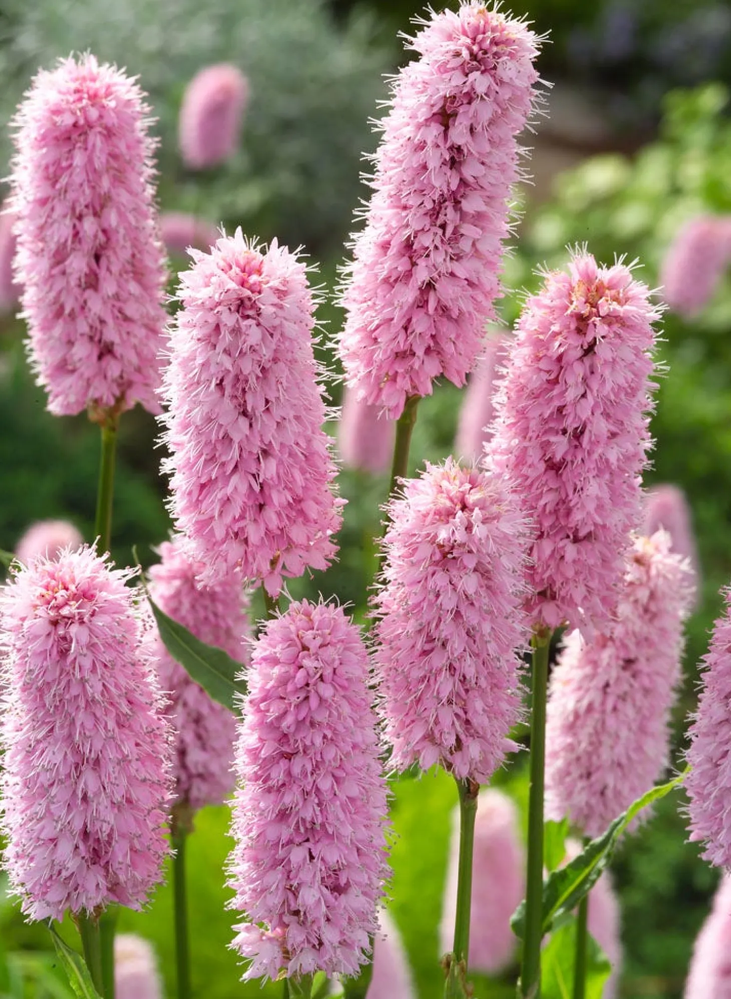 Adderwortel (Polygonum bistorta) D 9 H 20 cm