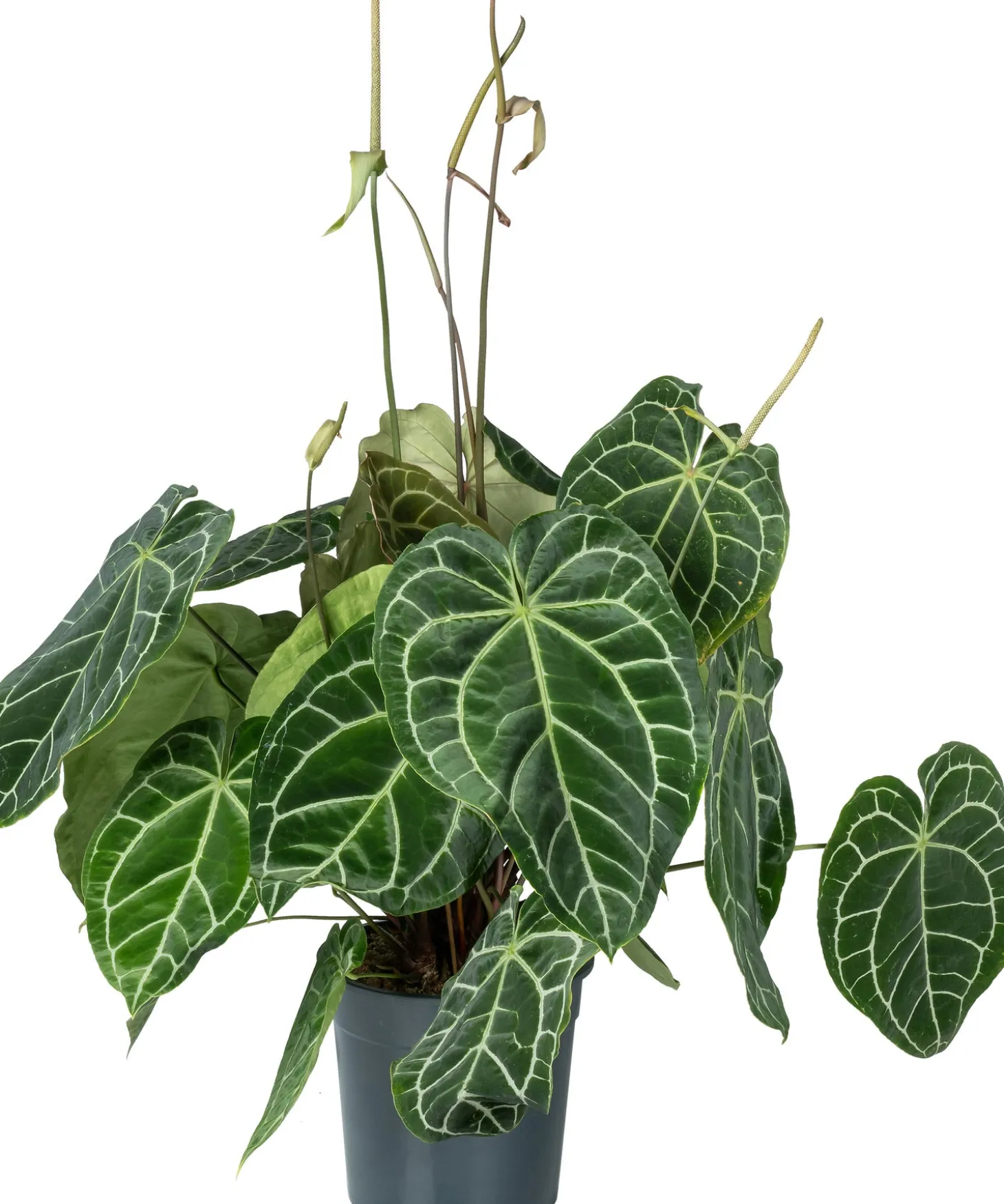 Aderplant (Anthurium crystallinum) D 27 H 90 cm