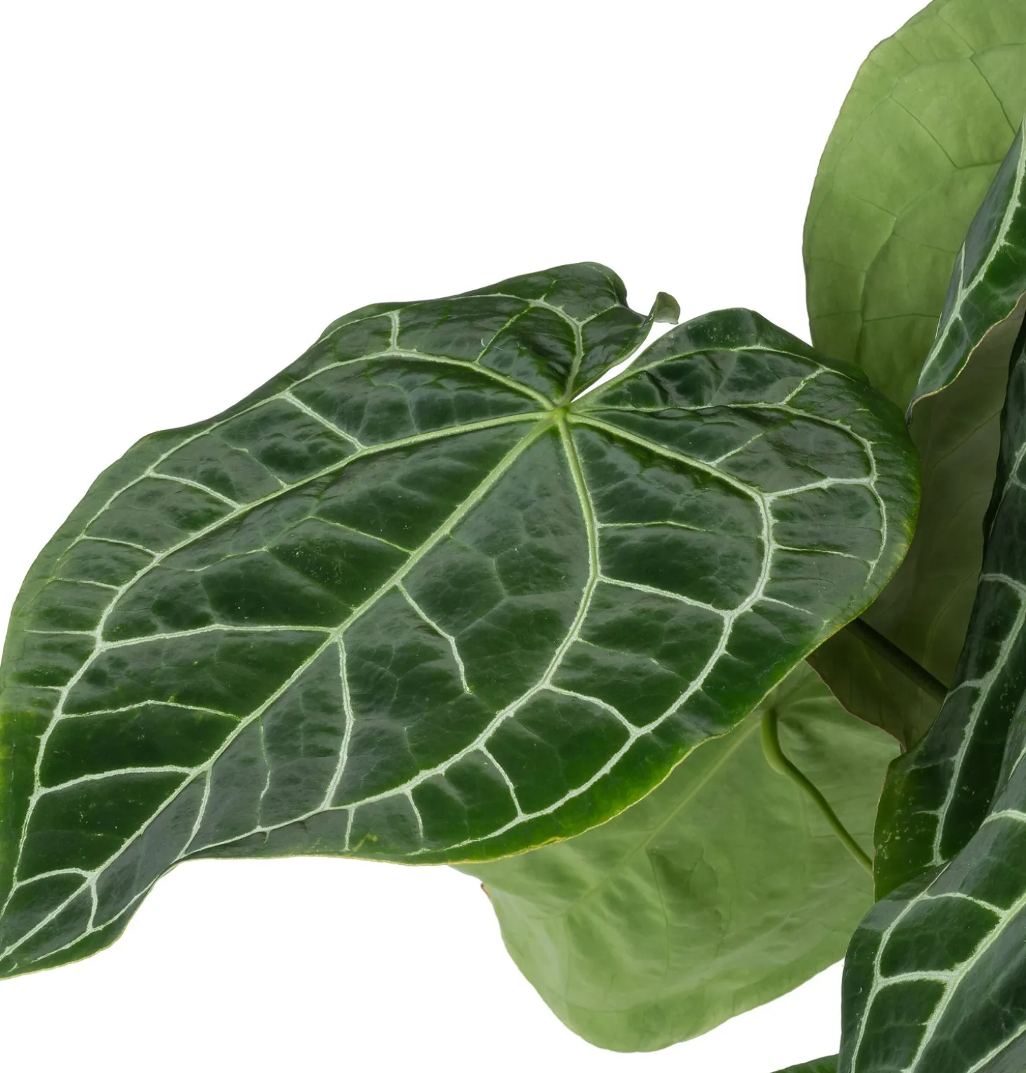 Aderplant (Anthurium crystallinum) D 27 H 90 cm