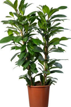 Afrikaanse vijgenboom (Ficus cyathistipula) D 27 H 100 cm