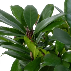 Afrikaanse vijgenboom (Ficus cyathistipula) D 32 H 140 cm