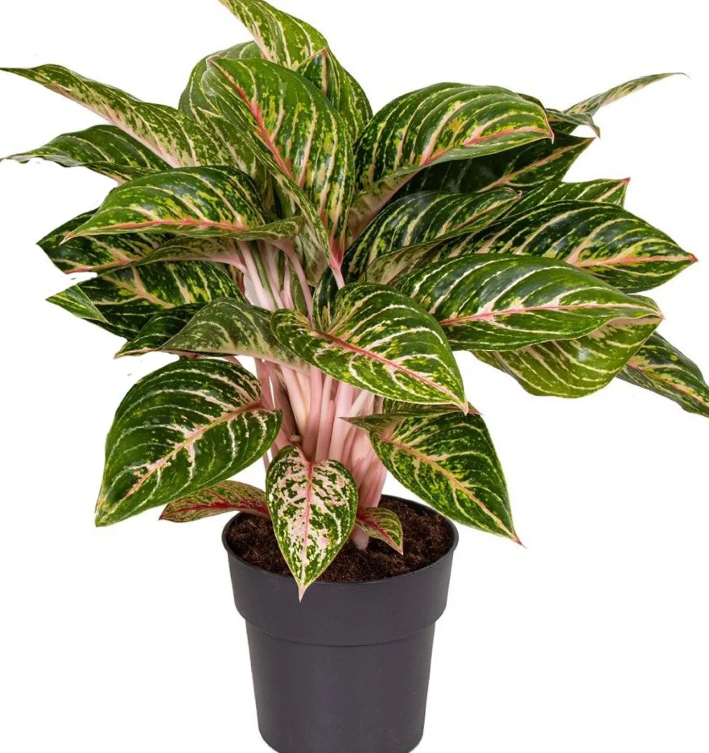 Aglaonema (Aglaonema 'Coco Melon') D 19 H 45 cm