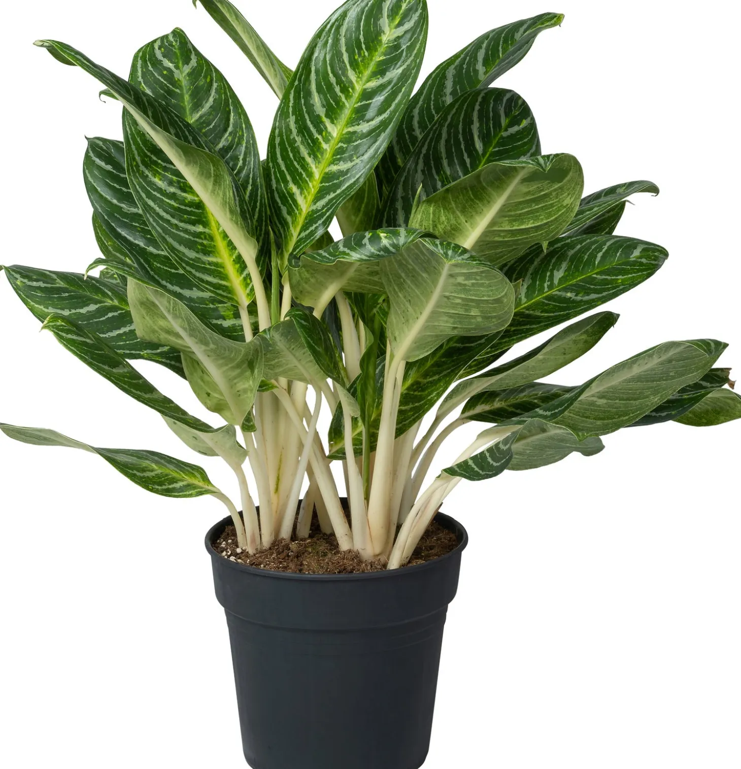 Aglaonema (Aglaonema 'Key Lime' ) D 27 H 80 cm