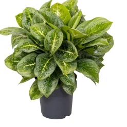 Aglaonema (Aglaonema 'Lemon Mint') D 19 H 45 cm