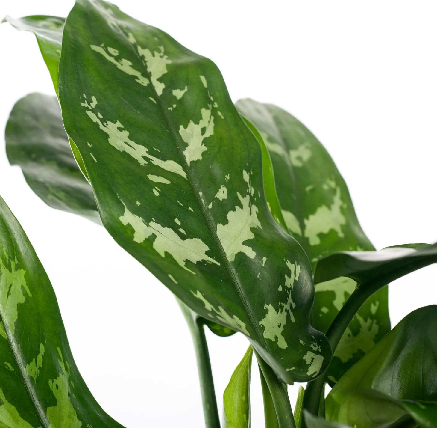 Aglaonema (Aglaonema 'Maria') D 14 H 35 cm