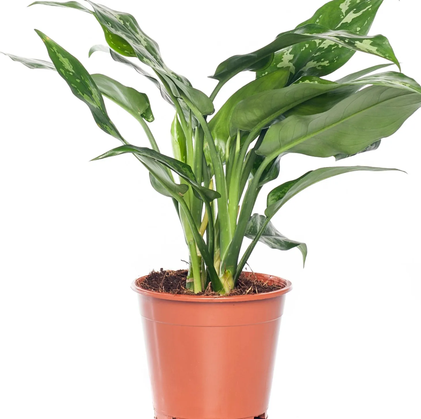 Aglaonema (Aglaonema 'Maria') D 14 H 35 cm