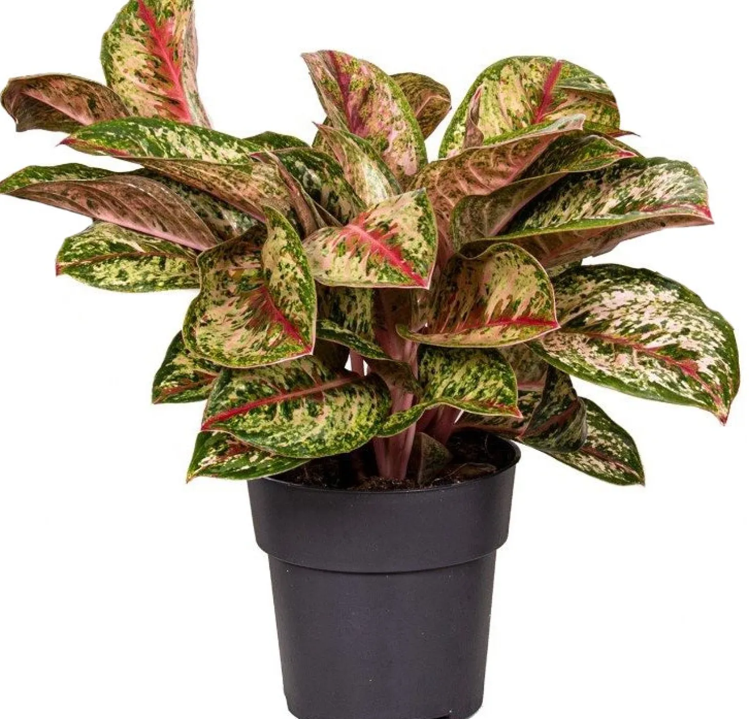 Aglaonema (Aglaonema 'Painted Celebration') D 19 H 45 cm