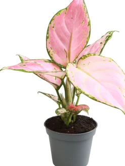 Aglaonema (Aglaonema 'Red Zirkon') D 6 H 15 cm