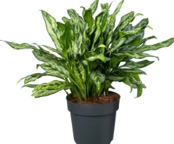 Aglaonema (Aglaonema 'Romeo') D 21 H 80 cm