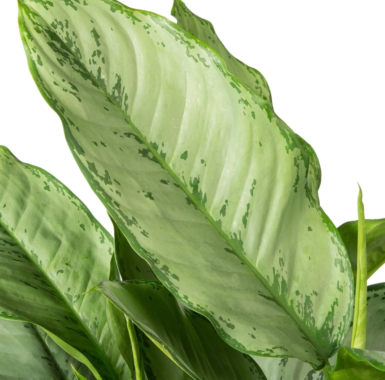 Aglaonema (Aglaonema 'Silver Moon') D 24 H 70 cm