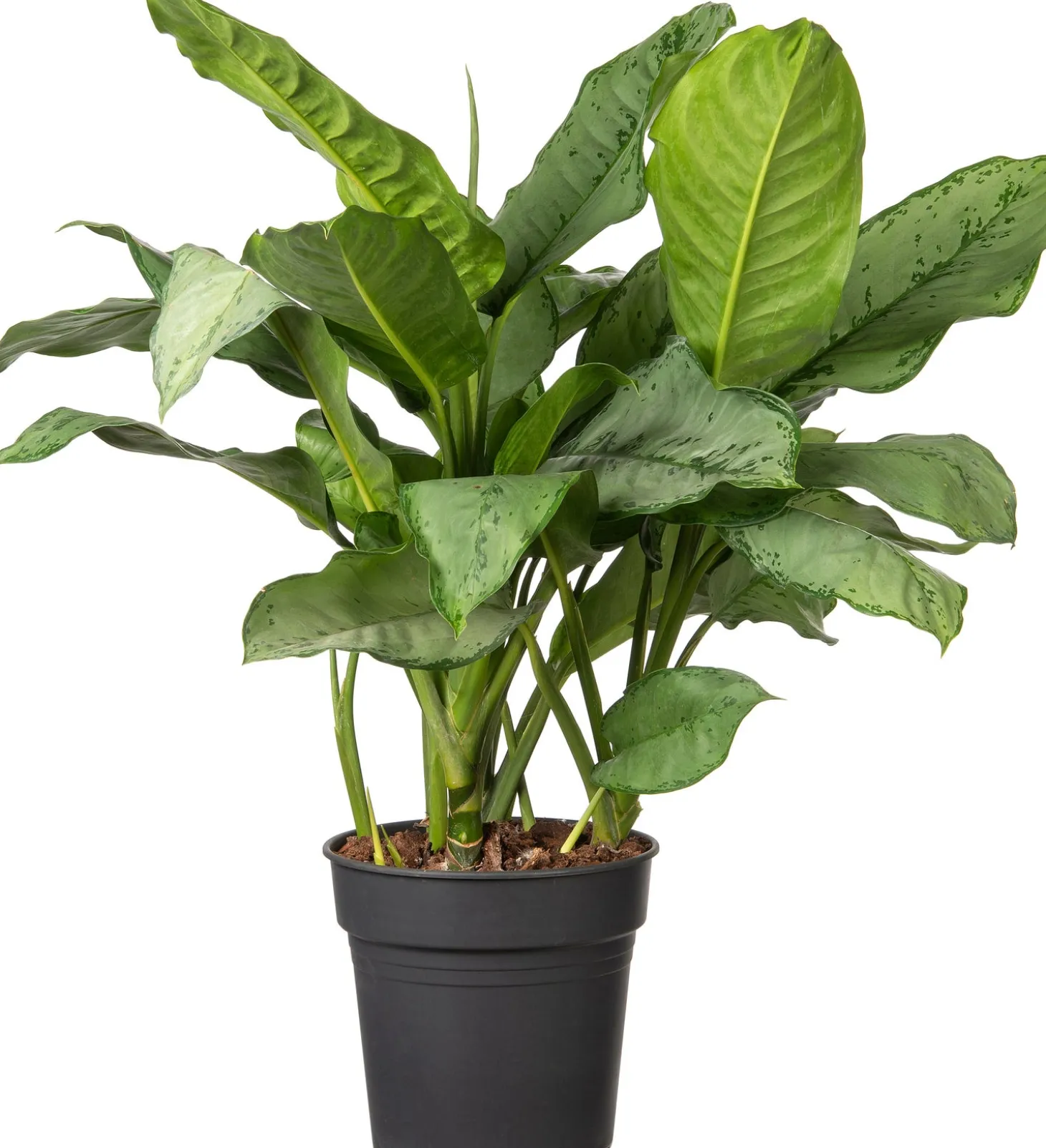 Aglaonema (Aglaonema 'Silver Moon') D 24 H 70 cm