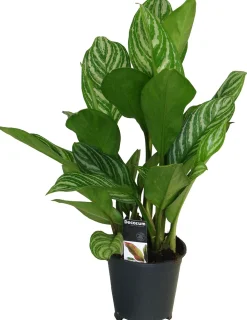 Aglaonema (Aglaonema 'Stripes') D 17 H 60 cm
