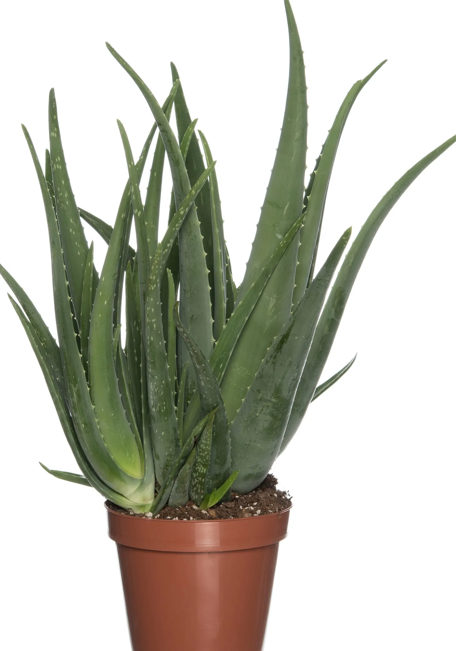 Aloë (Aloë vera) D 19 H 60 cm