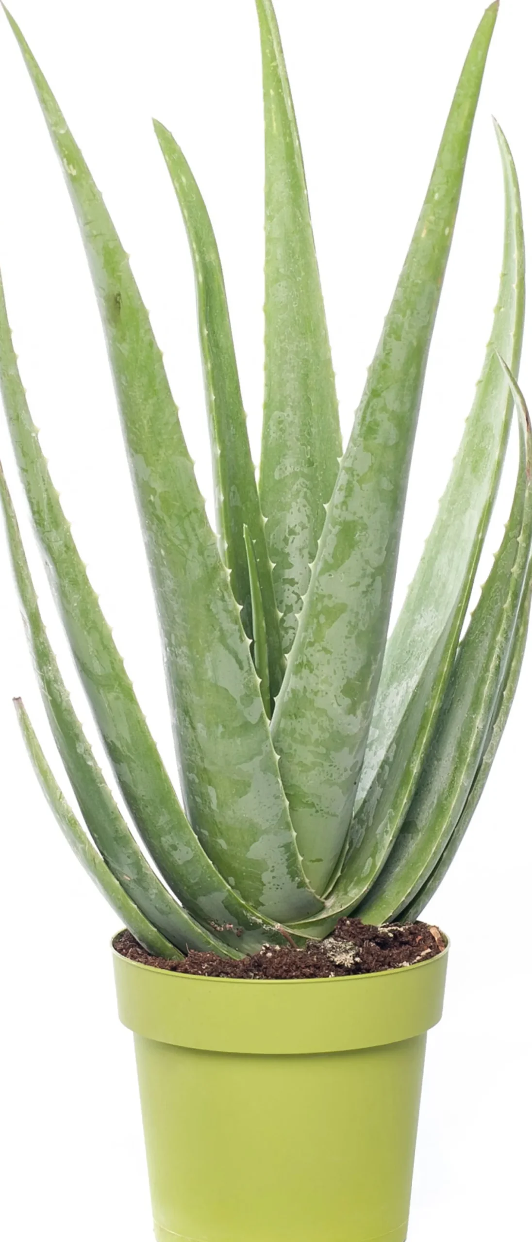 Aloë (Aloë vera) D 21 H 70 cm