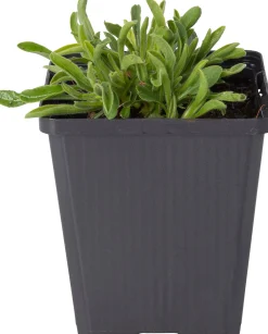 Alpenaster (Aster alpinus 'Albus') D 9 H 10 cm
