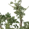 Alsem (Artemisia 'Powis Castle') D 9 H 10 cm