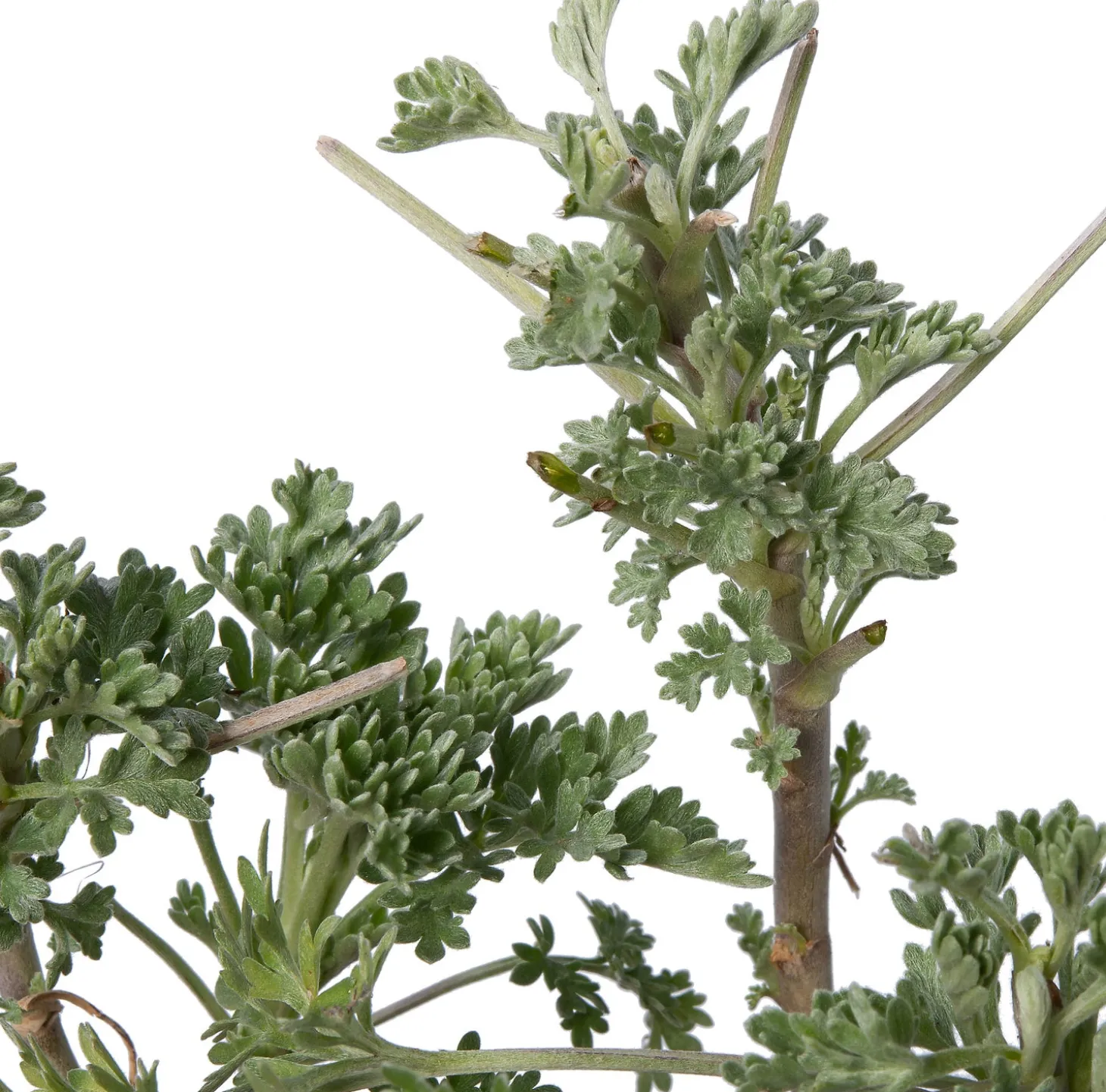Alsem (Artemisia 'Powis Castle') D 9 H 10 cm