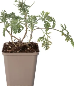 Alsem (Artemisia 'Powis Castle') D 9 H 10 cm