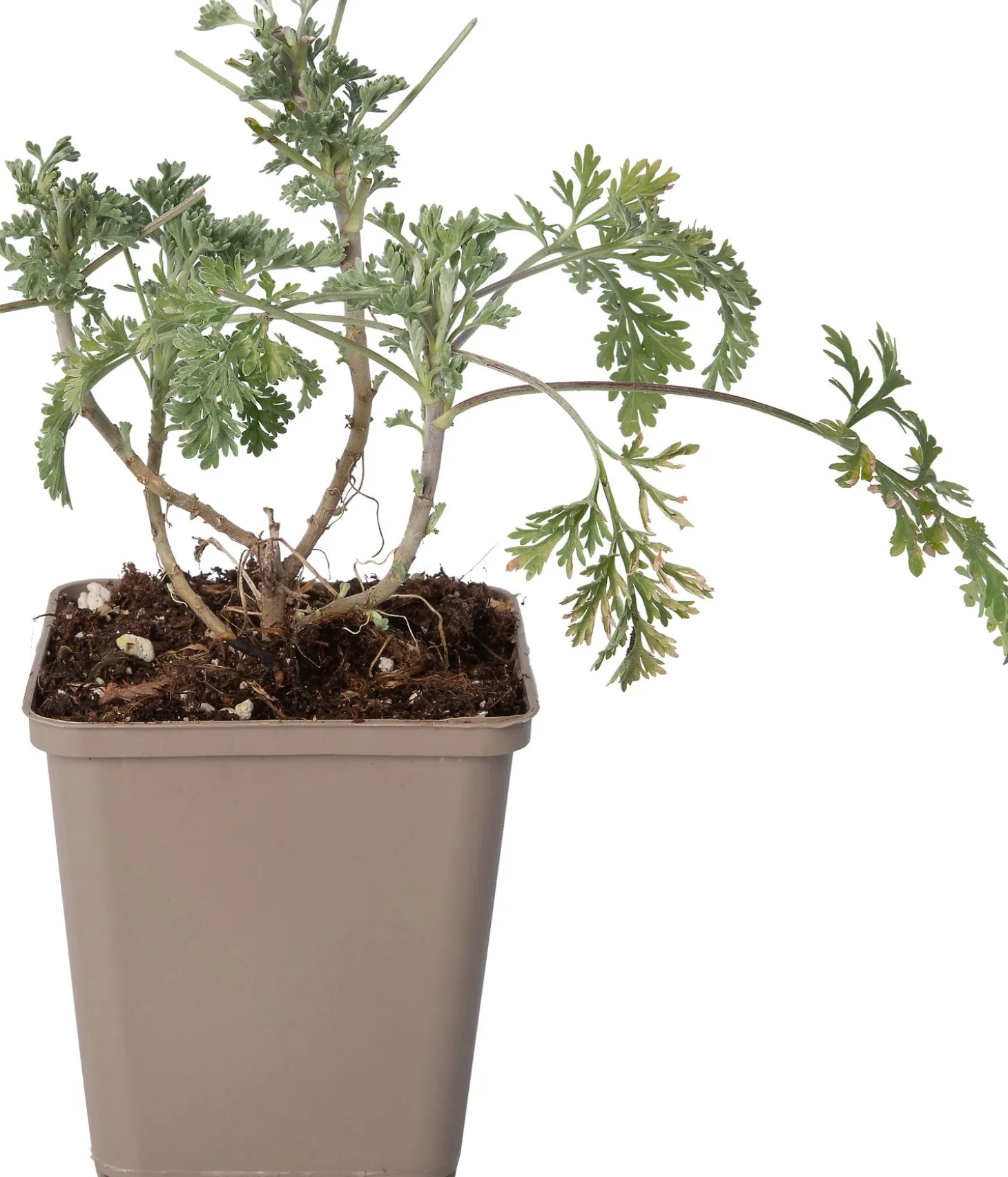 Alsem (Artemisia 'Powis Castle') D 9 H 10 cm