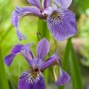 Amerikaanse Iris (Iris versicolor) D 9 H 20 cm