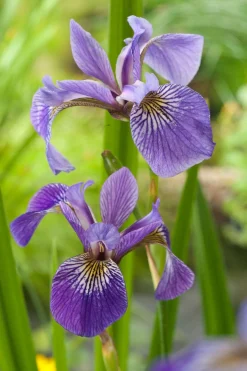 Amerikaanse Iris (Iris versicolor) D 9 H 20 cm