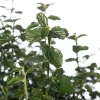 Amerikaanse sering (Ceanothus thyrsiflorus var. repens) D 23 H 35 cm