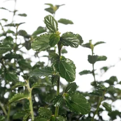 Amerikaanse sering (Ceanothus thyrsiflorus var. repens) D 23 H 35 cm