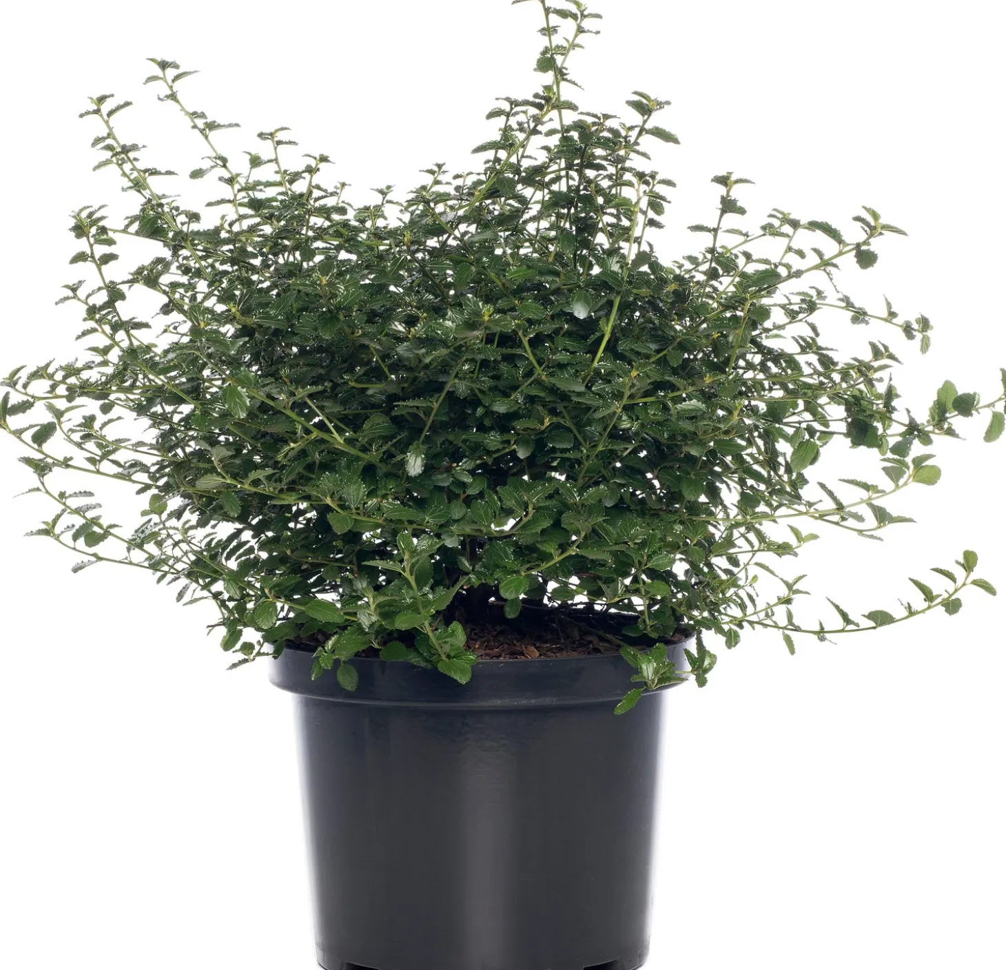 Amerikaanse sering (Ceanothus thyrsiflorus var. repens) D 23 H 35 cm