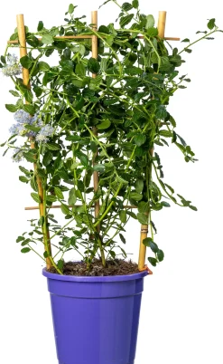 Amerikaanse Sering (Ceanothus thyrsiflorus Var. Repens) D 17 H 60 cm