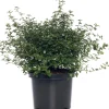 Amerikaanse sering (Ceanothus thyrsiflorus 'Repens') H 25-30 cm