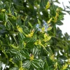 Amerikaanse sering (Ceanothus thyrsiflorus Var. Repens) D 30 H 80 cm
